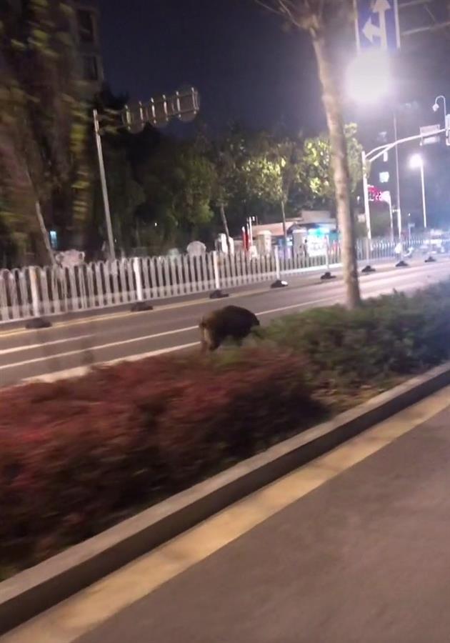 女子南京街头偶遇野猪狂奔，受惊吓误称“豪猪”