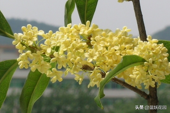 盆栽桂花总是长不好？做好4点管理，注意4个禁忌，年年开花香满屋