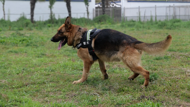 在火车站看到的警犬是从哪里来的？