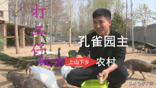 并非央媒模式“一创业就成功且赚千万”，帅哥养殖孔雀，小有成就