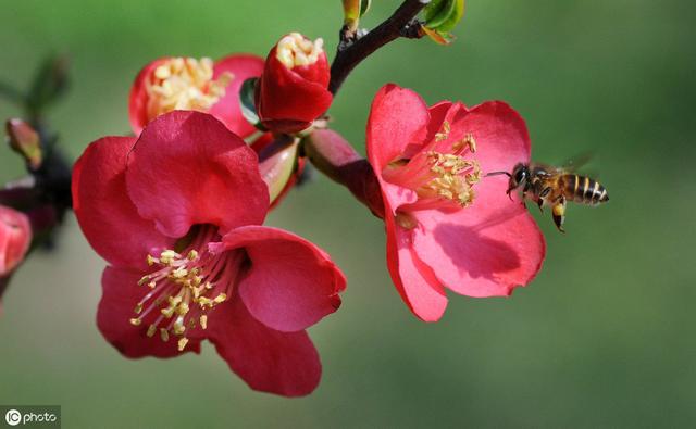 这4种花秋冬多冻冻，才能开花鲜艳，花量大