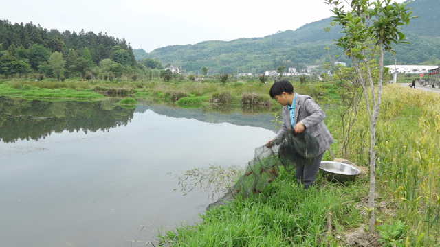 黄山区：“稻渔共生”新模式