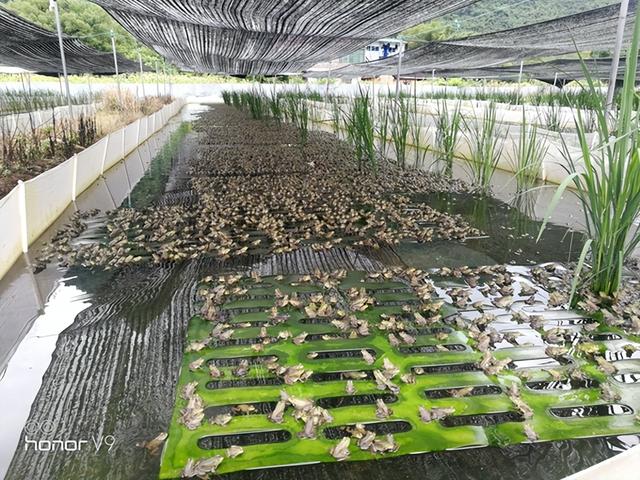 封闭小山村巨人稻下养殖青蛙