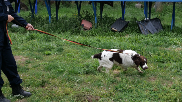 在火车站看到的警犬是从哪里来的？