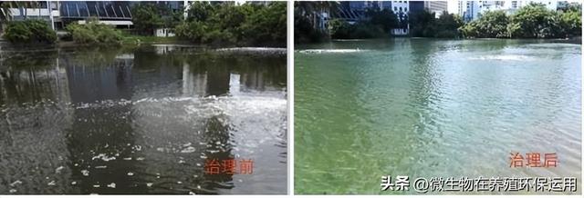 养殖废水流入到小沟渠中导致污染后用微生物技术的快速处理技术