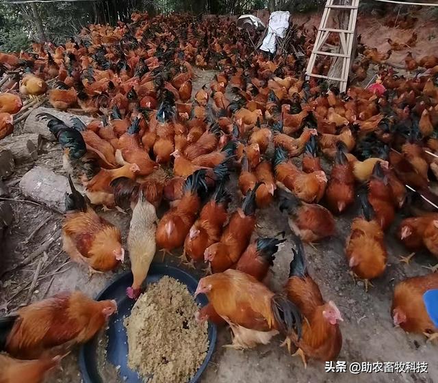 发酵饲料养鸡，鸡场不臭鸡肉香，降本增效（含肉鸡蛋鸡配方）