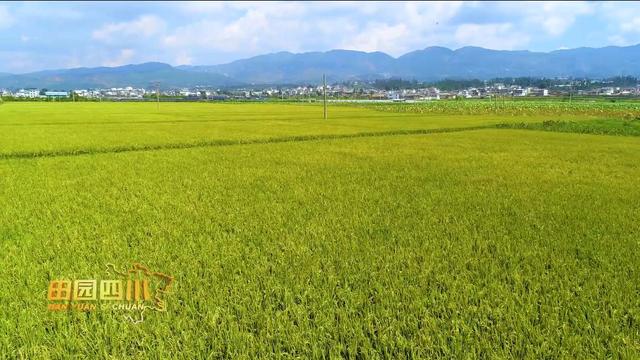 打造西部虾蟹之都——开江特色水产养殖之路