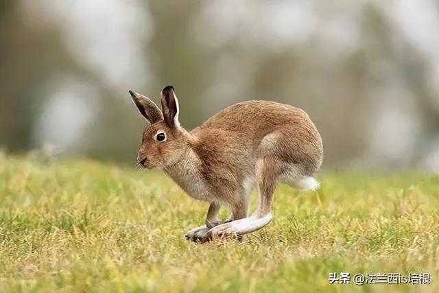 绍兴3男子猎野兔被抓，1年生30只幼崽的兔子，难道还要保护？