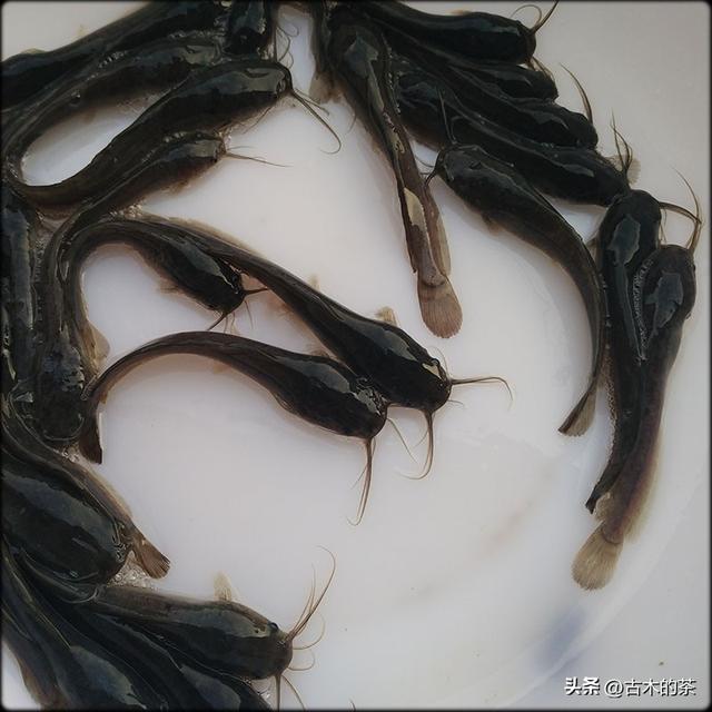 革胡子鲶鱼的生物性特性与养殖技术