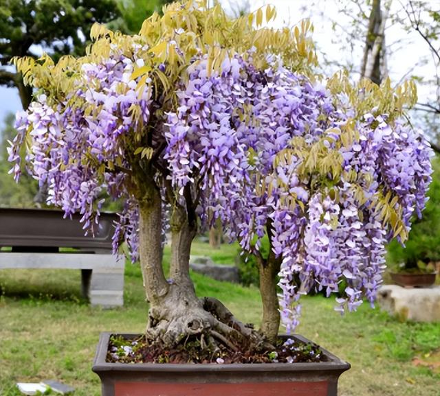 盆栽紫藤想爆花，记住“三剪三不缺”，年年春季开爆盆