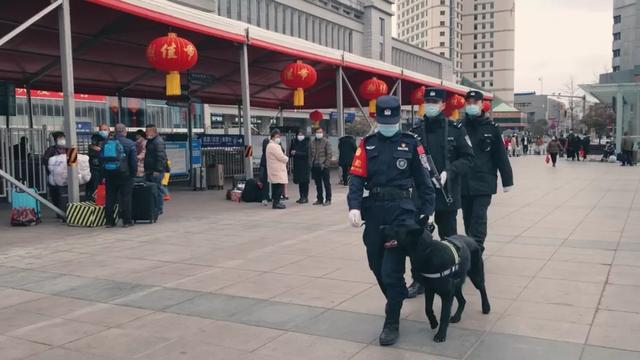 在火车站看到的警犬是从哪里来的？