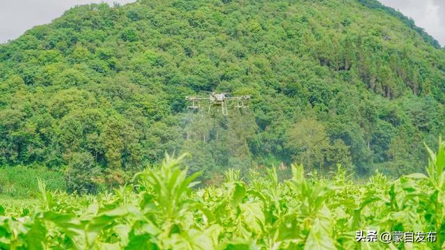 4500余万元！看蒙自如何将叶子变钞票