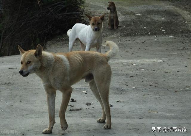 狗场建设好养狗赚钱不用愁