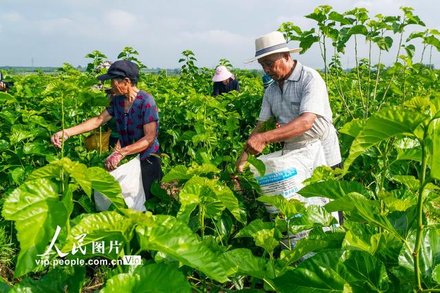 山西夏县：桑蚕养殖助增收