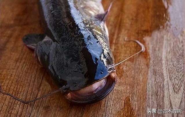 革胡子鲶鱼的生物性特性与养殖技术