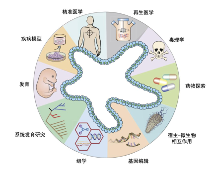 什么？猪的身体里还能长出“人的肾脏”？我国科学家做到了！