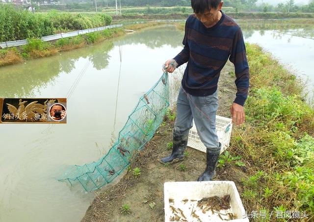 湖北宜昌：农民养殖售卖小龙虾，批零兼营，20-25元一斤！贵吗？