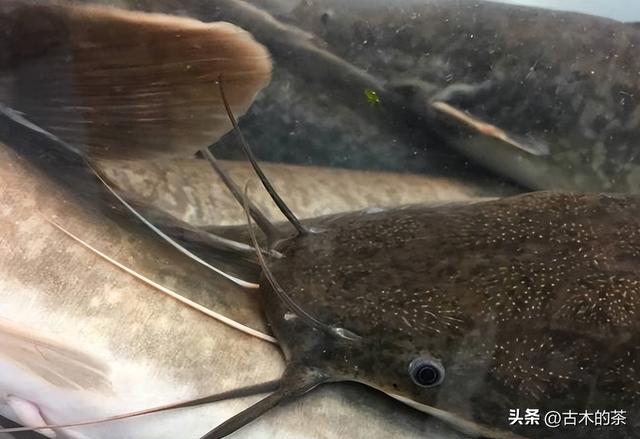 革胡子鲶鱼的生物性特性与养殖技术