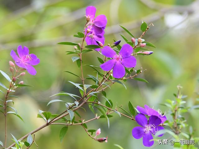 夏花（四十四）——巴西野牡丹