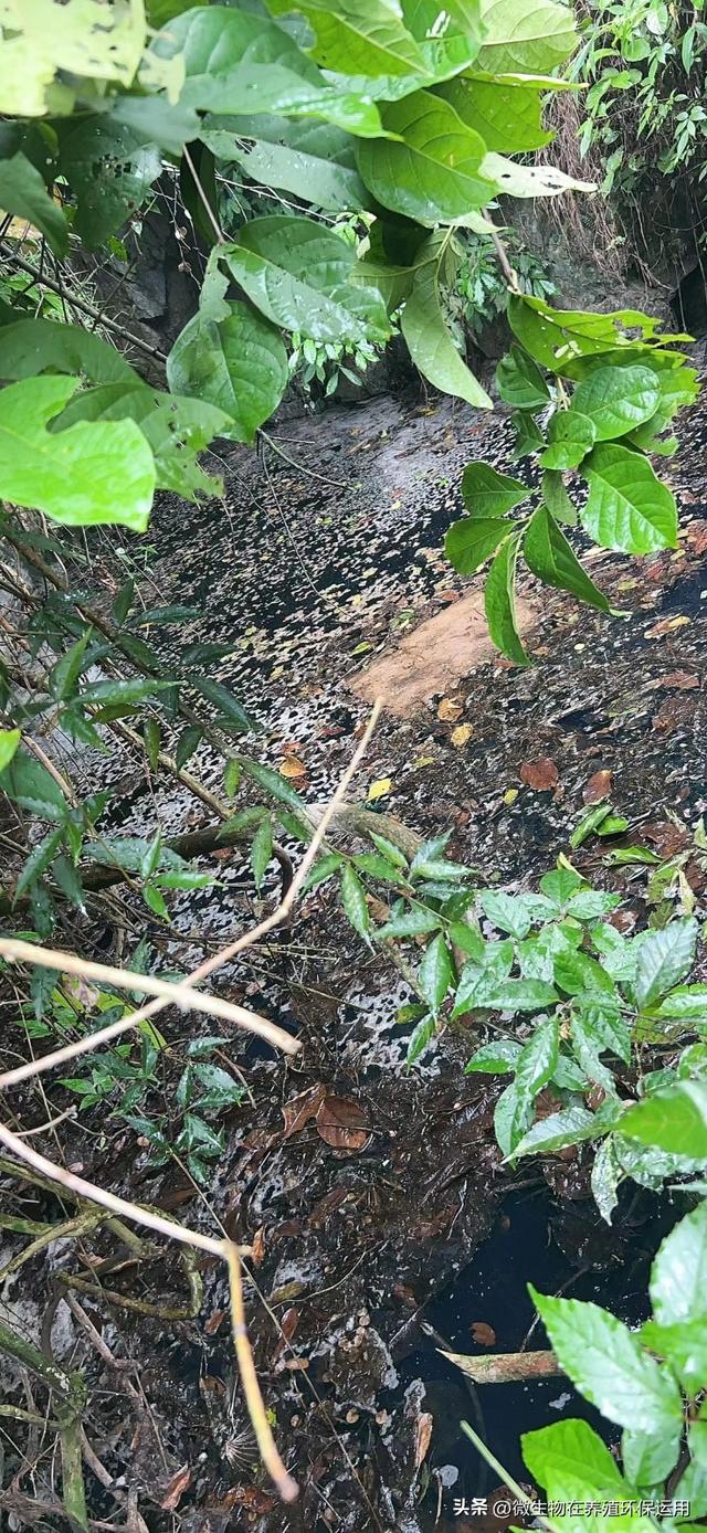 养殖废水流入到小沟渠中导致污染后用微生物技术的快速处理技术