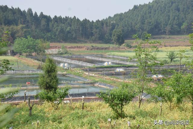 九零后青年农民工返乡创业，养殖泥鳅闯出致富新天地