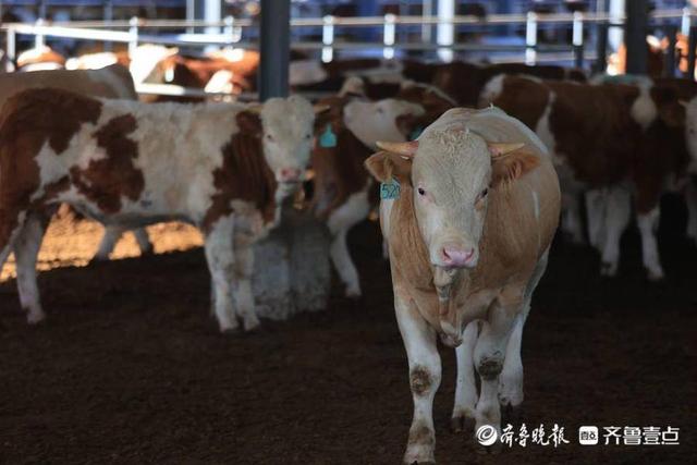 100头肉牛抵押获批贷款200万！日照助力破解养殖企业融资难