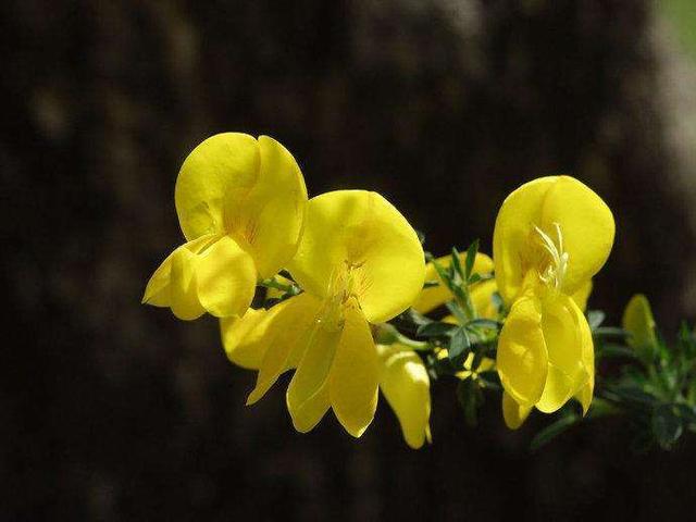 金雀花，如何养殖，能让它开花不断