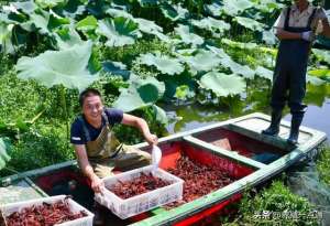 家里龙虾养殖(小龙虾混养九注意，鱼种、清塘、饲料、调水…，适时调整收益高)