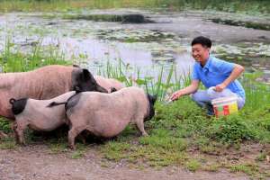 致富经巴马香猪养殖视频(精准扶贫，助力“三农，”糖人巴马香猪北方寒地绿色养殖成功)