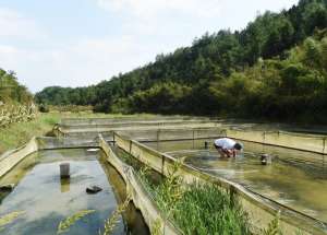 水蛭养殖最大的风险(5年前供不应求，卖到400元一斤，如今价格再次大涨，却没几个赚钱)