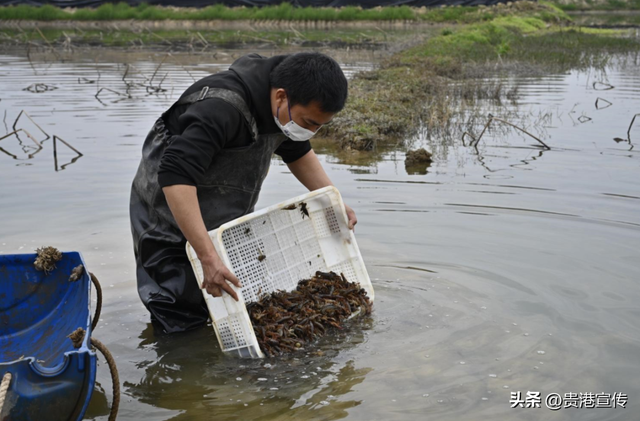 稻虾共生、藕虾混养，贵港这里成功投放3000多斤虾苗