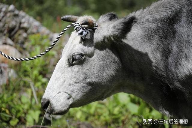 打好种业翻身仗！保护与改良家畜基因，提升珍稀品种的遗传基因