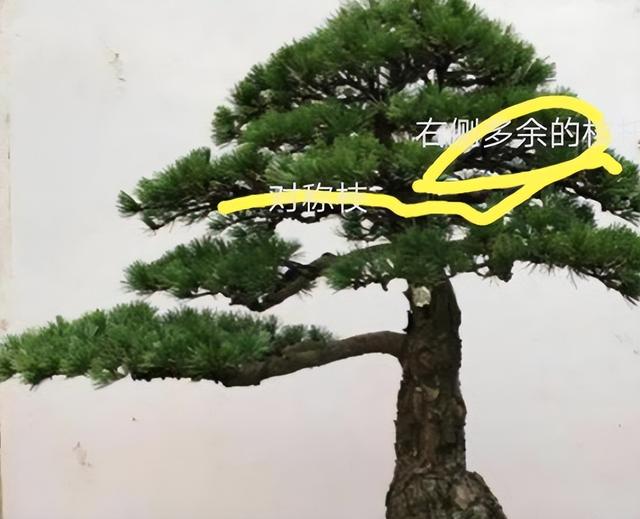 如何制作迎客松盆景？一定要了解这5点