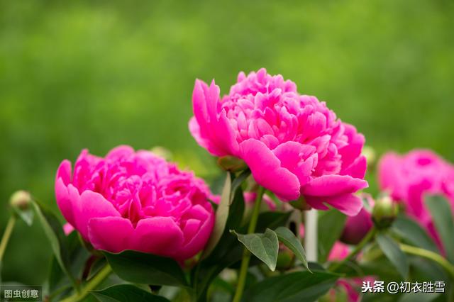 从诗经看芍药花语，芍药到底是相约还是将离？