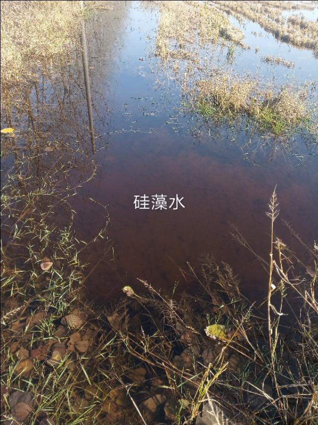 辟谣：小龙虾冬季是冻死的！这种说法不全面，还有其他花样死法