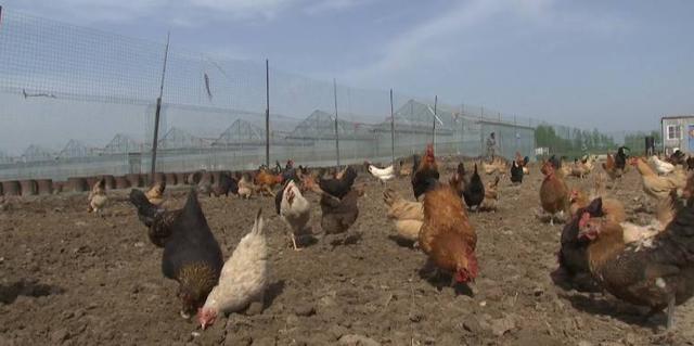 鳄鱼帮鸡、泥鳅帮黄鳝、鸡帮人，兔子帮火龙果，这些忙……帮得还好吗？