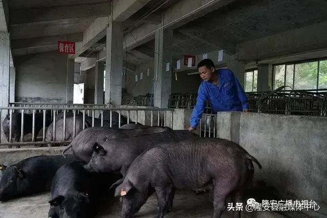 【猪也住上了电梯房】都结乡天隆村养殖生态黑猪，走上脱贫快道