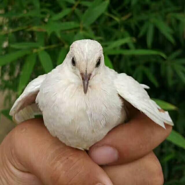 芦丁鸡养殖必读：芦丁鸡种鸡的公母配比