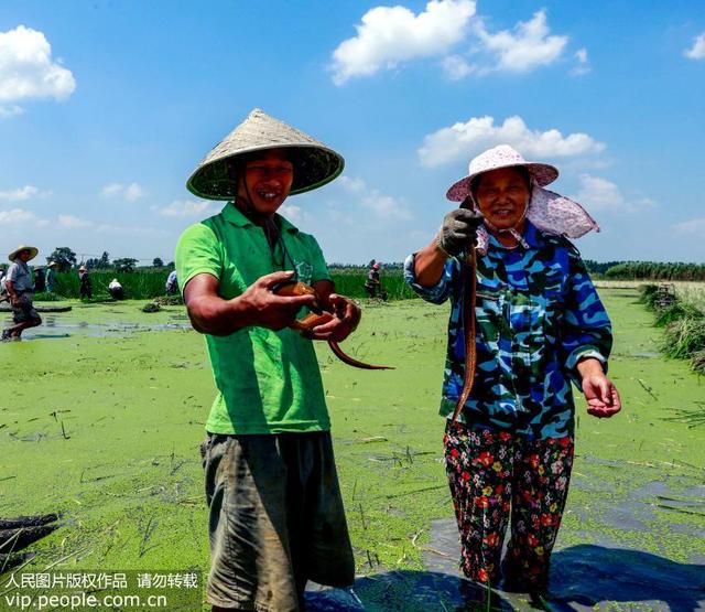 黄鳝是吃避孕药长大的？这种说法并无科学依据