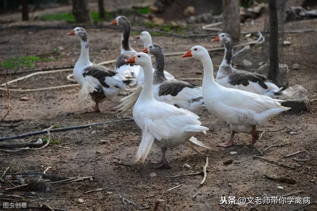 鸭子的饲养：养鸭子原来也是有风险的，你注意到了吗？