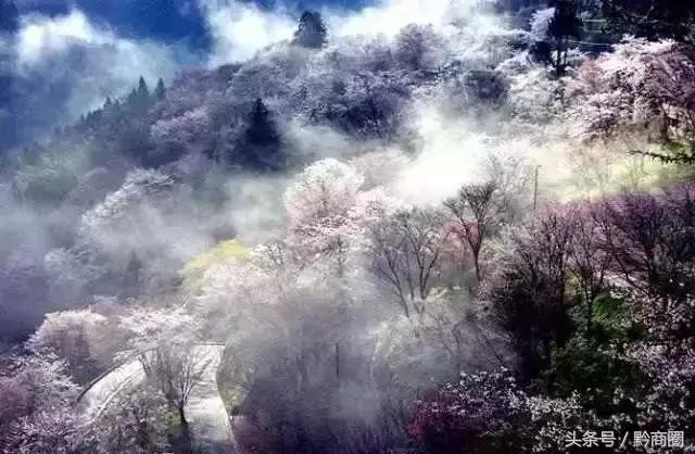 万物复苏的时节，一起在贵州赏花好吗？