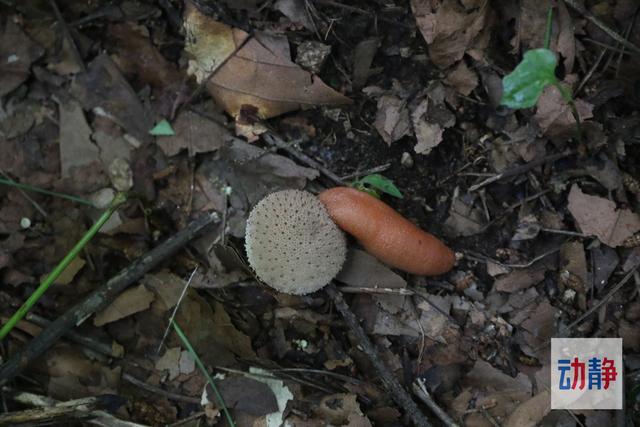 野性贵州 有问必答丨靠“头部”繁殖，口腔长身体下，没背壳的蜗牛你见过吗？