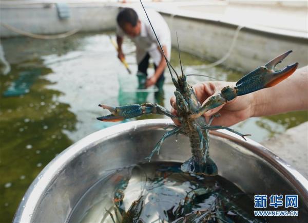 河北卢龙：特色淡水水产养殖铺就致富路