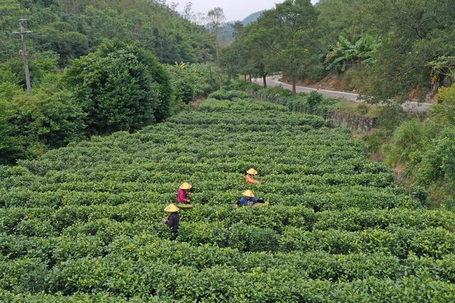 白洞茶叶：茶香五十载，见证乡村兴｜佛味鲜生