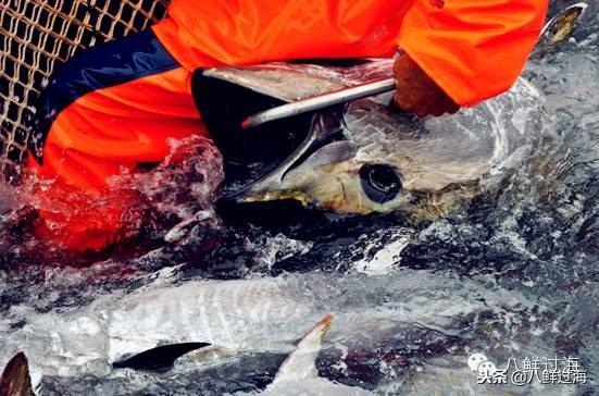 蓝鳍金枪鱼：“海底熊猫”的未知命运！