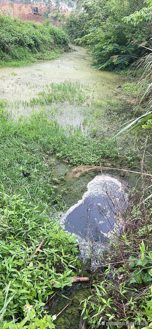 养殖废水流入到小沟渠中导致污染后用微生物技术的快速处理技术