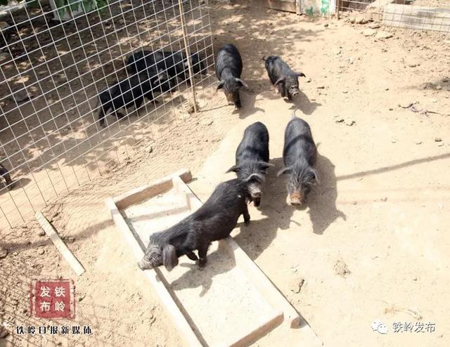 藏香猪每年给宇恒养殖场带来30万利润