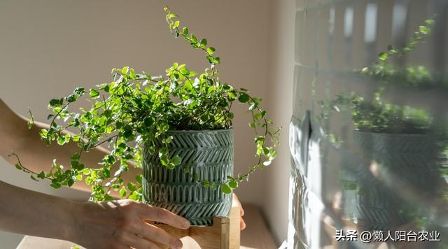 室内植物怎样养殖？ 15 个工作做好，你就成为养花高手