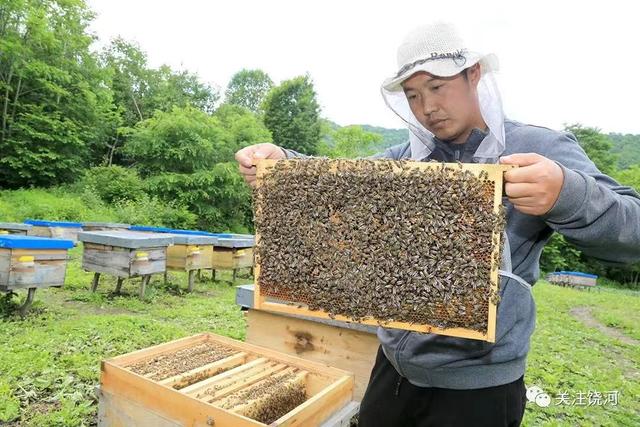 饶河县：壮大黑蜂养殖 打造“金”色产业