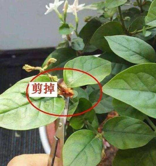 养好茉莉花，4个步骤缺一不可，花开满盆，一茬接一茬